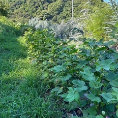 家庭菜園、多肉植物、イチジク等栽培仲間
