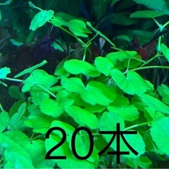 水草セットの画像