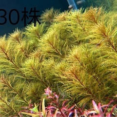 水草セットの画像