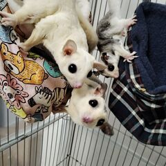 フクロモモンガ　男の子　リューシ　1歳