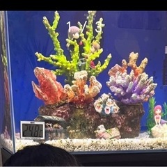 サンゴ オブジェ 水槽用の画像