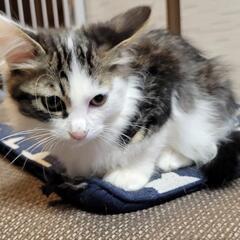 ふんわり系子猫里親募集