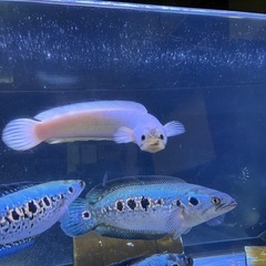 フラワートーマン　熱帯魚　オセレイトスネークヘッドの画像