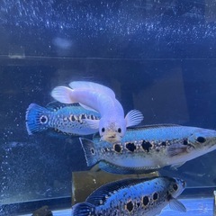 フラワートーマン　熱帯魚　オセレイトスネークヘッドの画像