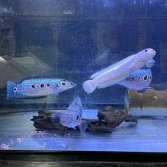 フラワートーマン　熱帯魚　オセレイトスネークヘッドの画像