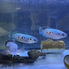 フラワートーマン　熱帯魚　オセレイトスネークヘッドの画像