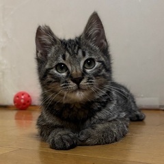 キジトラ　子猫　甘えん坊 - 里親募集