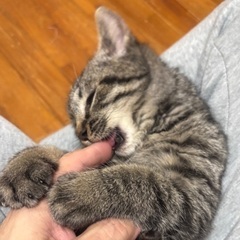 キジトラ　子猫　甘えん坊 - 猫