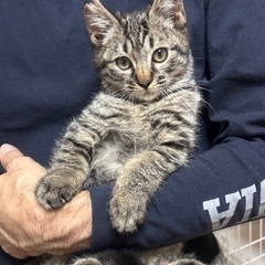 キジトラ　子猫　甘えん坊 - 名古屋市