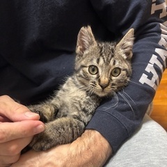 キジトラ　子猫　甘えん坊 − 愛知県