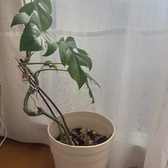 「差し上げます」モンステラ、アロエの画像