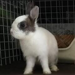 小動物のペットホテル★ご予約受付中 - ペット