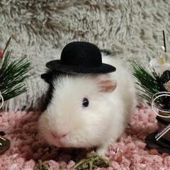 小動物のペットホテル★ご予約受付中 - 葛飾区