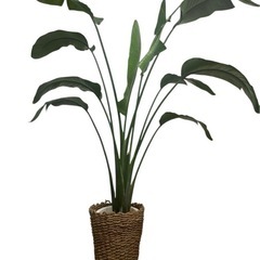 【最終価格】オーガスタ 約200cm 2株 観葉植物