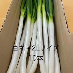 白ネギ2Lサイズ
