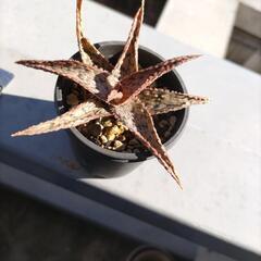 ②　ピンクブラッシュ　アロエの画像