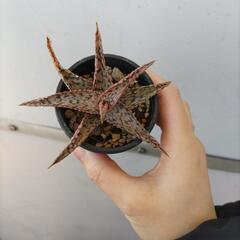 ②　ピンクブラッシュ　アロエの画像