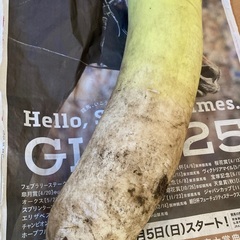 10時20分収穫‼︎採れたて大根