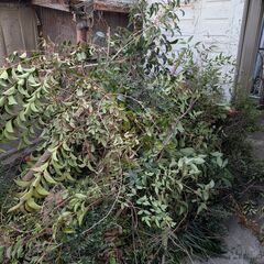 剪定伐採した木々　軽トラ1台分相当　引き取り