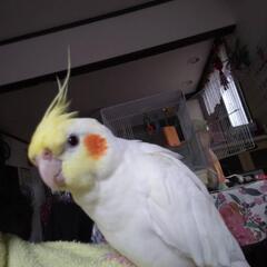 迷子　オカメインコを探しています。 - 手伝いたい/助けたい
