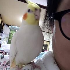 迷子　オカメインコを探しています。 - 助け合い