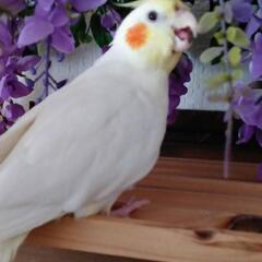 迷子　オカメインコを探しています。 - 長生郡