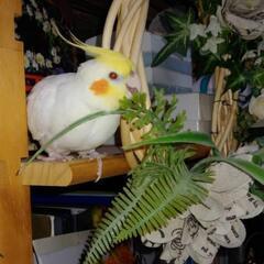 迷子　オカメインコを探しています。 − 千葉県
