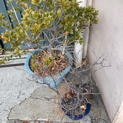 鉢植え