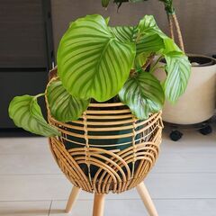 カラテアの中古が安い！激安で譲ります・無料であげます｜ジモティー