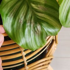 【ラックつき】カラテアオルビフォリアの画像
