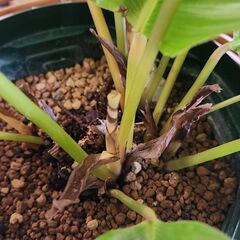 【ラックつき】カラテアオルビフォリアの画像