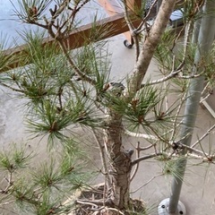 松　麻袋入り