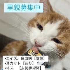 里親募集中‼️群馬です。