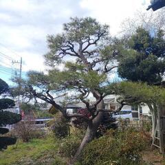 植木の剪定　伐採　草刈り　薪の画像