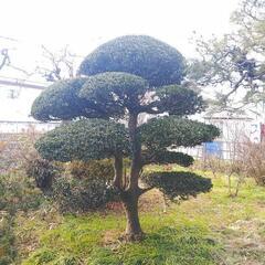 植木の剪定　伐採　草刈り　薪の画像