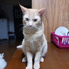 里親を募集中です。