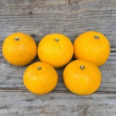 『無農薬』八朔🍊ハッサク🍊5キロ