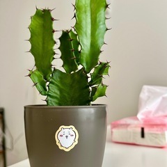 サボテン🌵