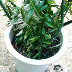 植物　値下げ