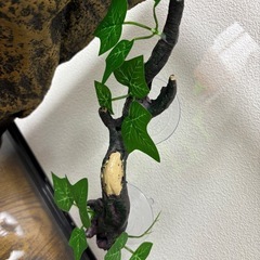 エキゾテラ GEX EXOTERRA グラステラリウム 3030 爬虫類 ケージの画像