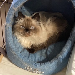ヒマラヤン