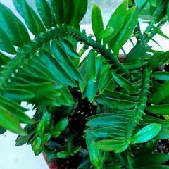 植物　②