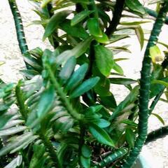 植物　値下げの画像
