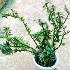 植物　値下げの画像