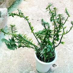 植物　値下げの画像