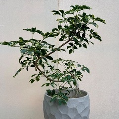 ねじりカポック斑入り 極上品の画像