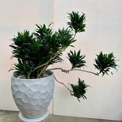 ドラセナコンパクタ 極上品の画像