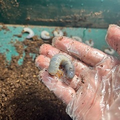 ヘラクレスオオカブト幼虫×3匹