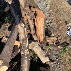 伐採木　梅　桜　百日紅などの画像