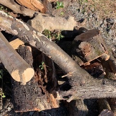 伐採木　梅　桜　百日紅などの画像